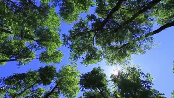 Avvicinamento degli alberi nella foresta — Video Stock