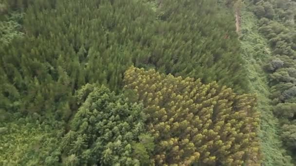Lasu w południowej części Chile — Wideo stockowe