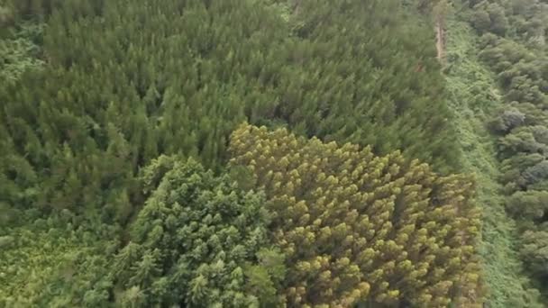 Forêt dans le sud du Chili — Video