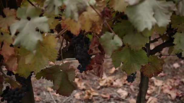 Uvas de vinificación fresca — Vídeos de Stock