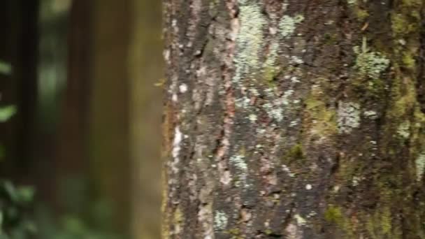 Troncs d'arbres dans la forêt — Video