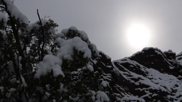 Besneeuwde takken van een boom — Stockvideo