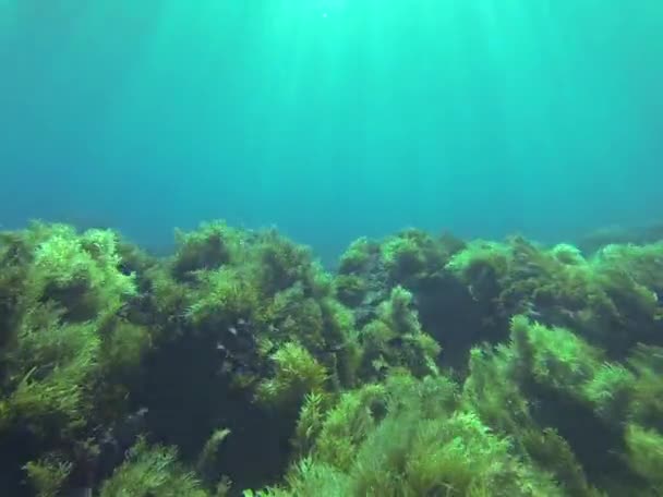 Person swimming underwater — Stock Video