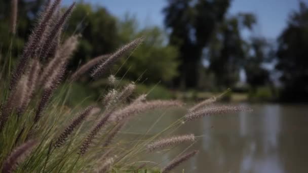 Green grass on laguna background — Stock Video