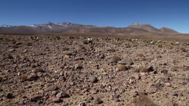 Capre al pascolo nel deserto — Video Stock