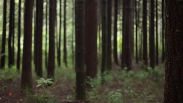 Höga träd i skogen — Stockvideo