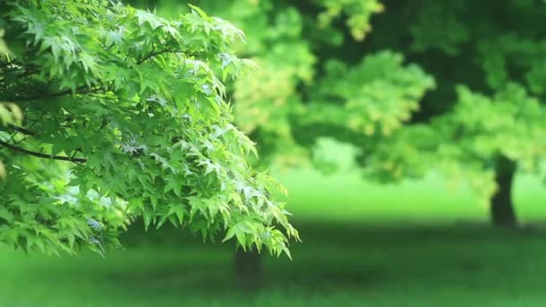 Avvicinamento degli alberi nella foresta — Video Stock