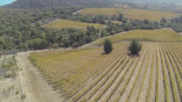 Rows of wine grapes — Stock Video