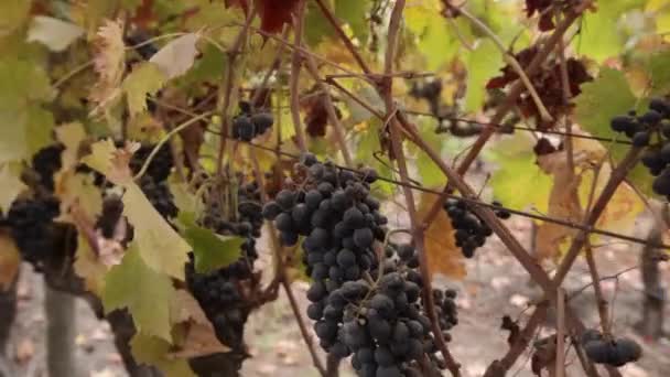 Свежий виноград — стоковое видео