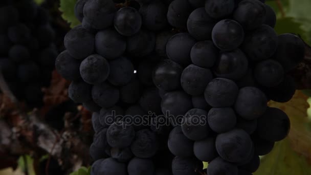Grapes hanging of the vineyard — Stock Video