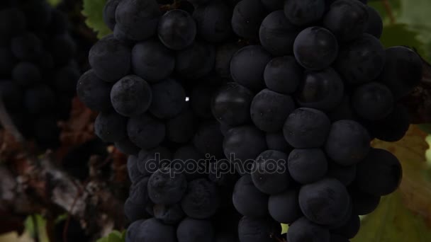 Raisins suspendus du vignoble — Video