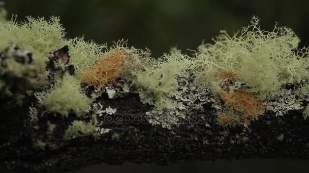 在多雨的森林中的树 — 图库视频影像