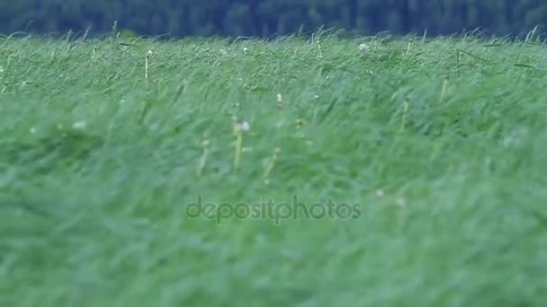 Gras verleiden door wind — Stockvideo