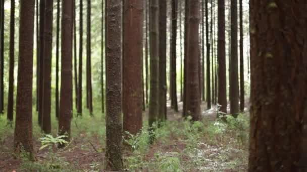 Hoge bomen in het bos — Stockvideo