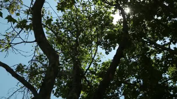O sol a pairar pelas árvores — Vídeo de Stock