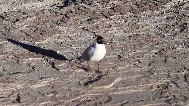 Chilenischer Wüstenvogel — Stockvideo