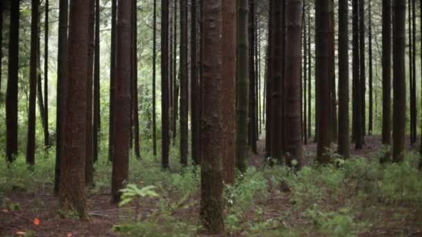 Reglaget sköt i skogen — Stockvideo