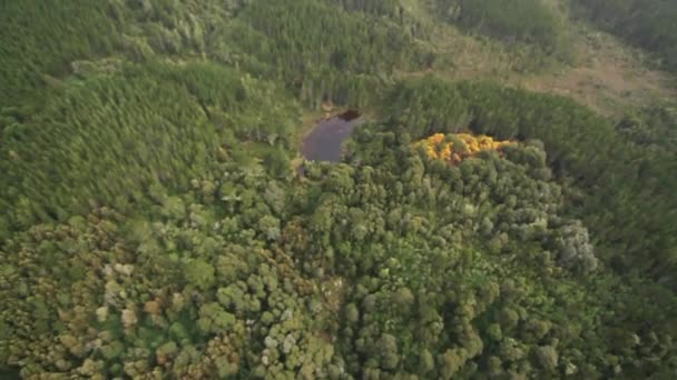 Forest in het zuiden van Chili — Stockvideo