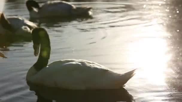 Лебеди плавают в воде — стоковое видео