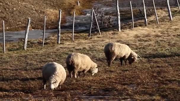 Вівці пасуться на полі — стокове відео