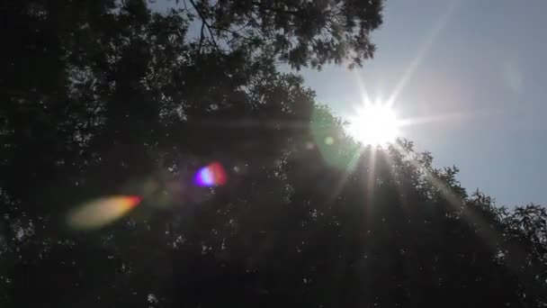 Sun glares at the edge of some trees — Stock Video