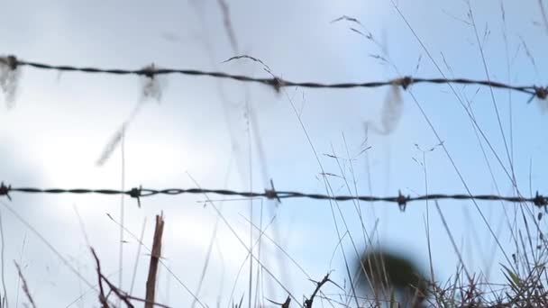 Gros plan sur les fils barbelés — Video