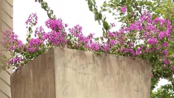 Hugh pot de fleurs — Video