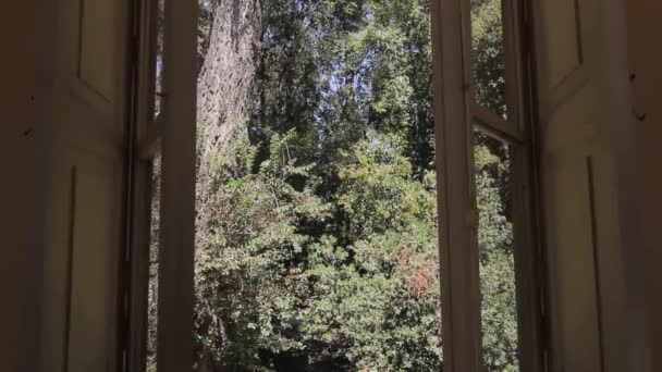 Trädgården genom öppet fönster — Stockvideo