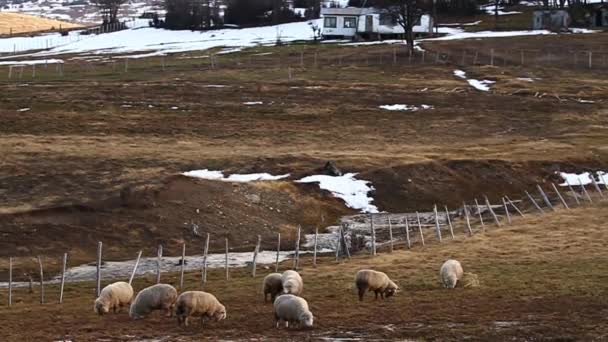 Ovejas pastando en el campo — Vídeos de Stock