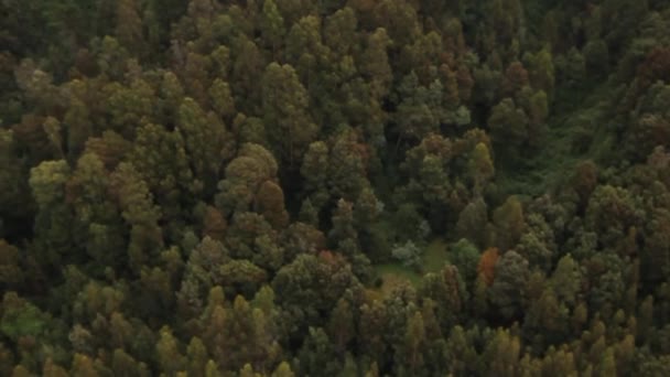 Pohled na horský les — Stock video