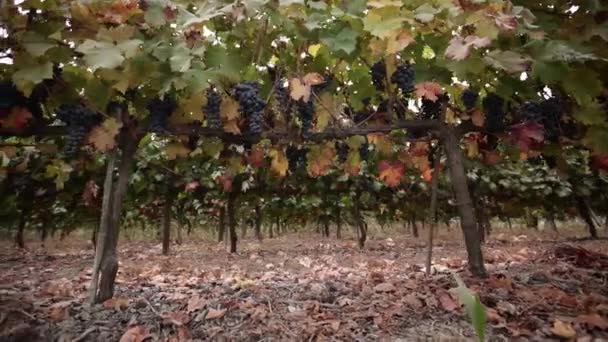Färska druvor för vinframställning — Stockvideo