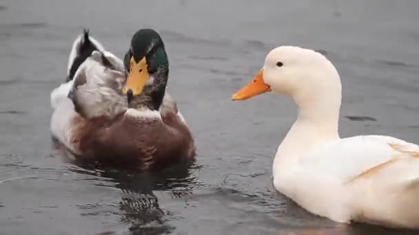Patos nadando en el agua — Vídeos de Stock