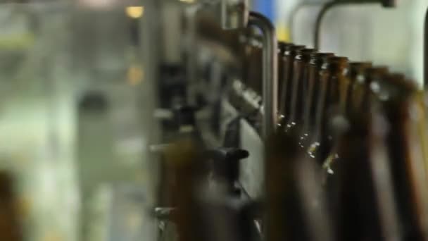 Beer bottles on conveyor belt — Stock Video