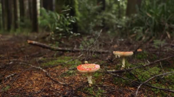 Mushroom Close Glijdende Schot Videoclip