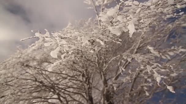 冰柱滴和融化 — 图库视频影像