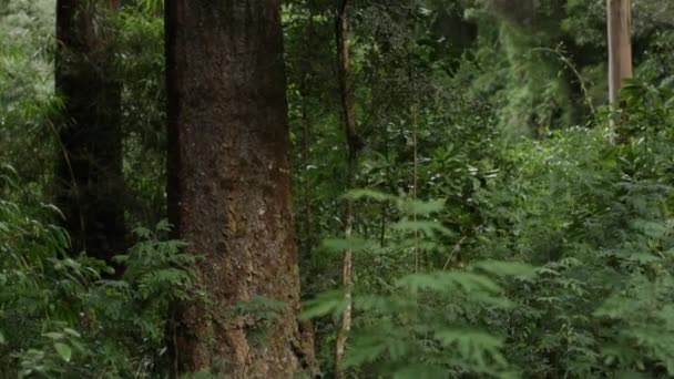 Arbres luxuriants dans la forêt pendant la pluie 