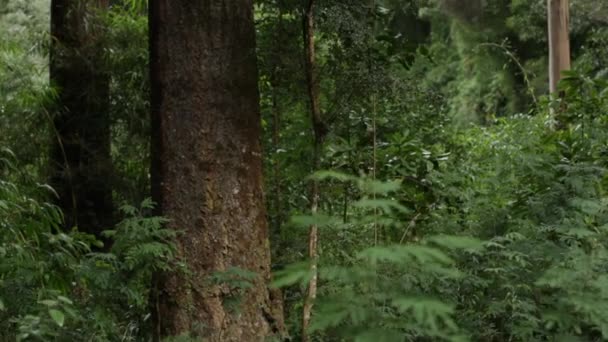 Weelderige bomen in het bos tijdens regen — Stockvideo