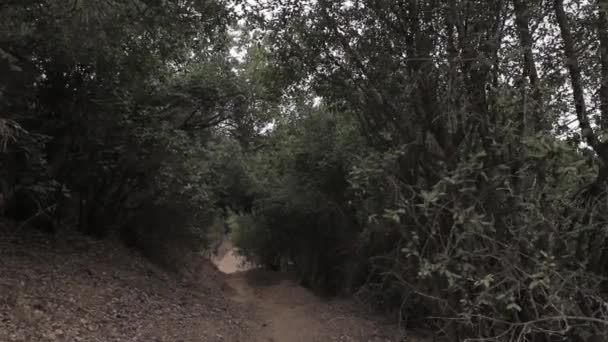 Пустой вид на лес — стоковое видео
