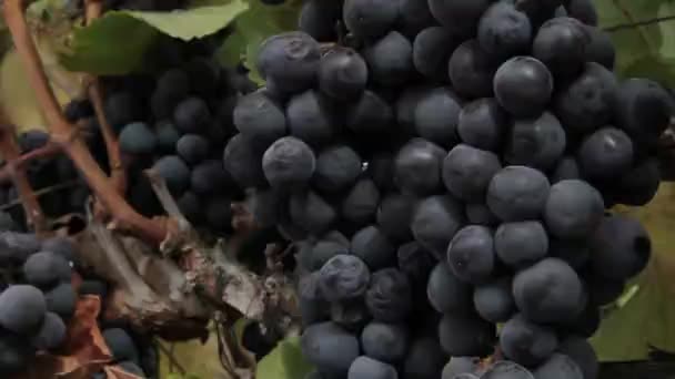 Fresh wine grapes — Stock Video