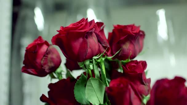 Rose rosse in erba — Video Stock