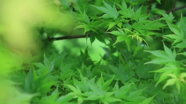 Зелене дерево відділення — стокове відео