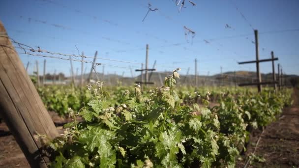 Uvas de vinificación fresca — Vídeos de Stock