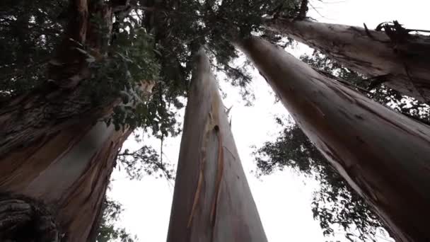 Высокие деревья в лесу — стоковое видео