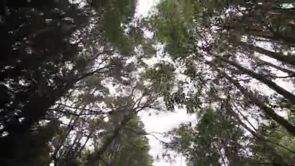 Slider tiro na floresta — Vídeo de Stock