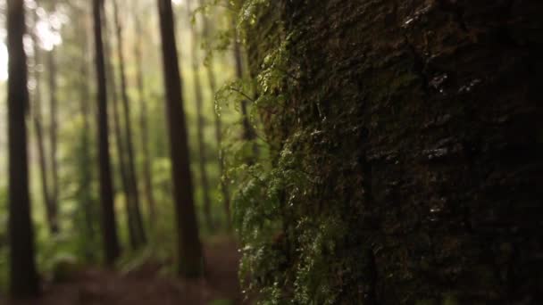 Branches d'arbres de forêt tropicale — Video