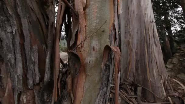 Boomstammen en schors van twee bomen — Stockvideo