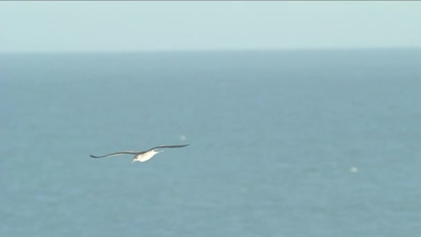 Чайка летит на фоне океана — стоковое видео
