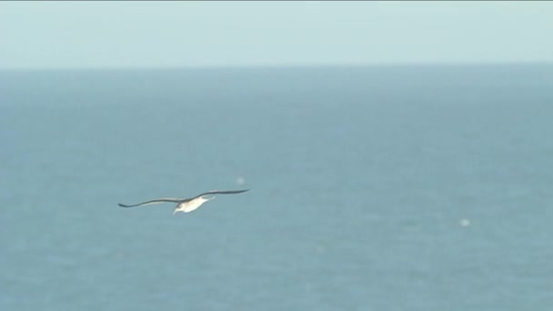 Gaviota volando sobre fondo oceánico — Vídeos de Stock