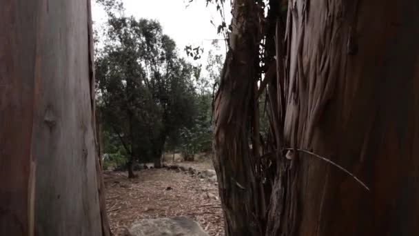 Grands arbres dans la forêt — Video