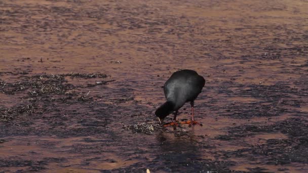 Atacama-Watvogel — Stockvideo